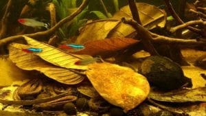Acidificanti naturali: le foglie