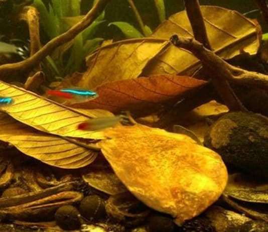 Acidificanti naturali: le foglie