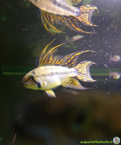 Apistogramma cacatuoides bello