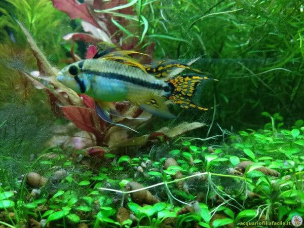 Apistogramma cacatuoides colori