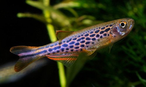 Brachydanio frankei