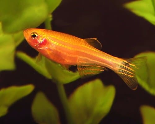 Gold rerio
