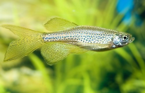 Leopard long finned