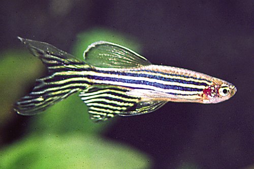 Long finned rerio