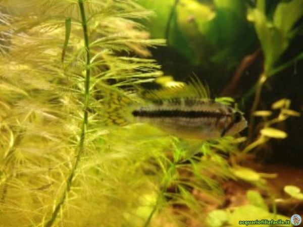 Sospetta femmina Apistogramma cacatuoides