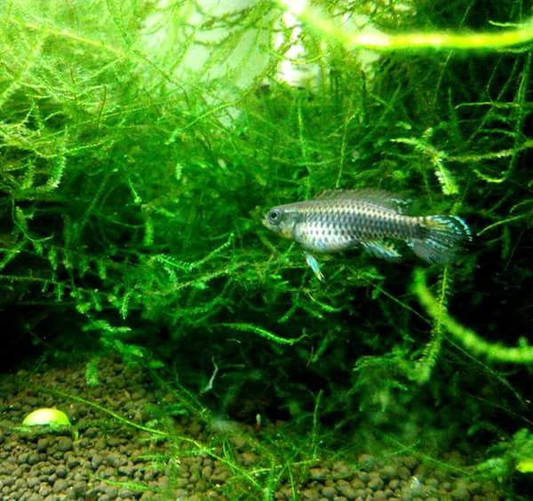 Taeniacara