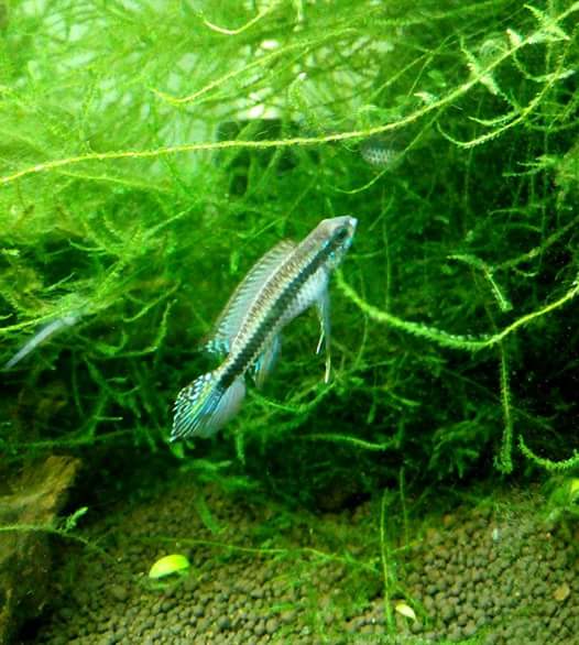 Taeniacara