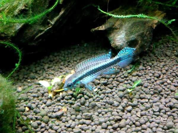 Taeniacara