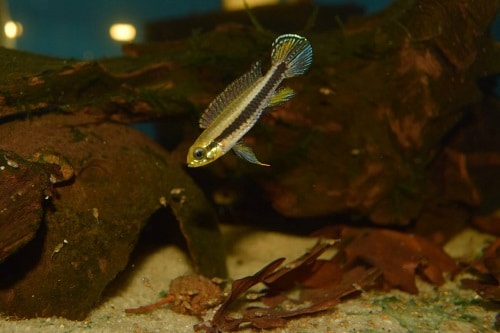 Taeniacara