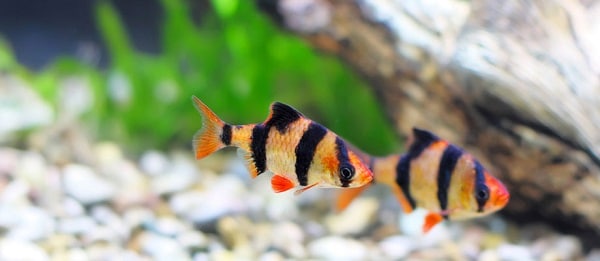 Tiger Barb Puntius tetrazona 1