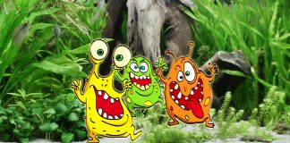 I batteri in acquario