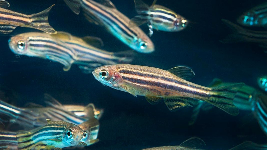 Danio rerio