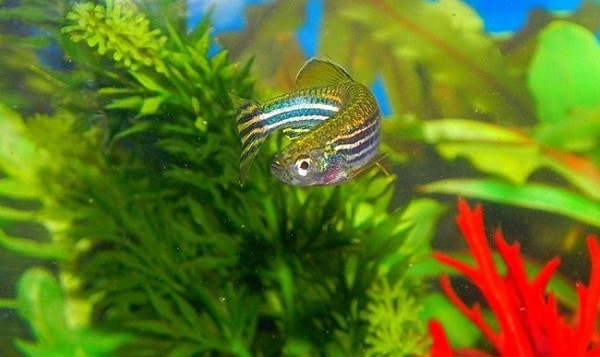 danio rerio