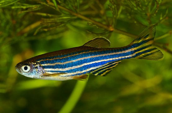 main fish