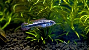 Taeniacara candidi (Apistogramma weisei)
