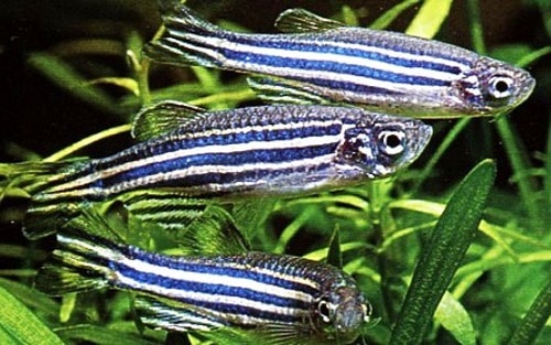 zebra fish