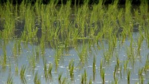 L'azoto in un acquario senza filtro