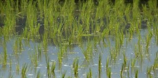 L'azoto in un acquario senza filtro