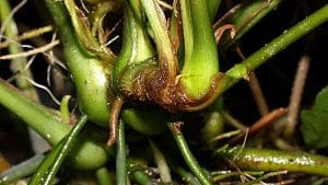 Marcescenza delle Anubias