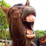 Cavallo che nitrisce