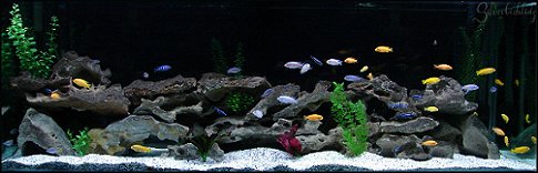 Acquario Malawi