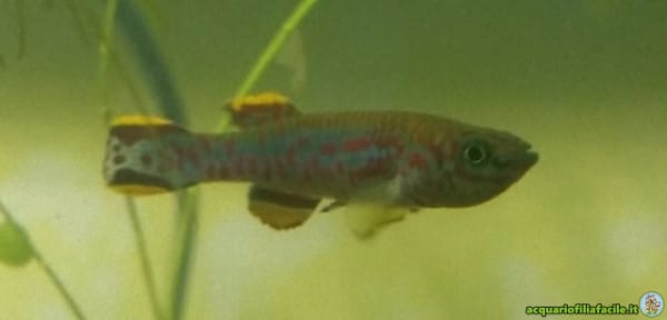 Fundulopanchax gardneri