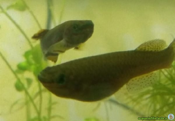 Fundulopanchax gardneri