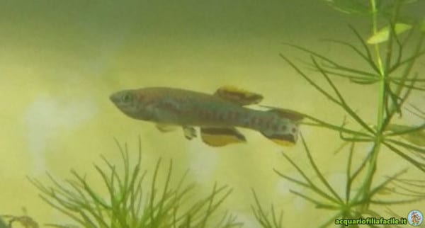 Fundulopanchax gardneri