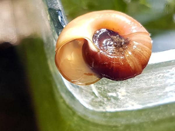 Glossiphonia complanata micro su lumaca MACRO