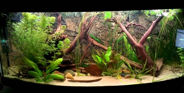 Acquario Juwel vision