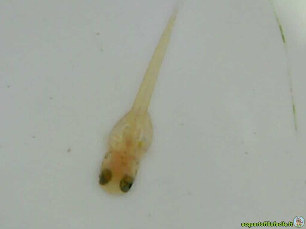 Avannotto di Fundulopanchax Gardneri lafia gold
