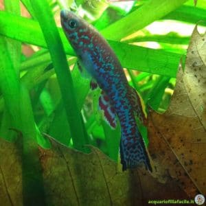 Fundulopanchax gardneri Maschio