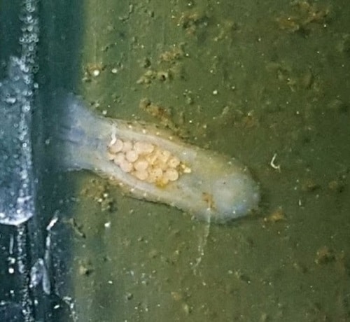 Sanguisuga con uova