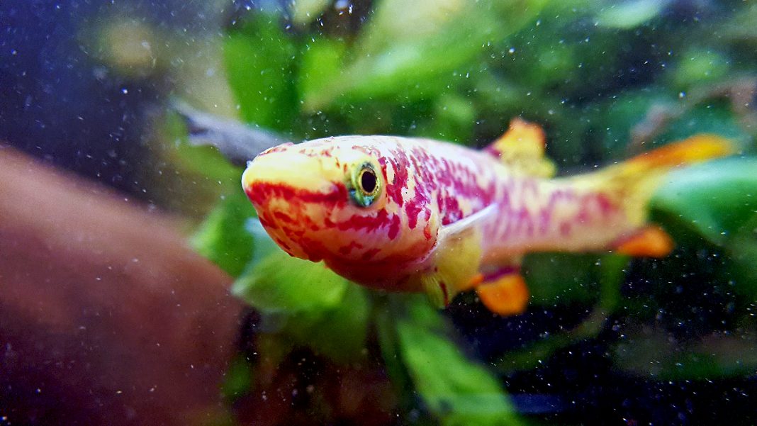 Fundulopanchax gardneri
