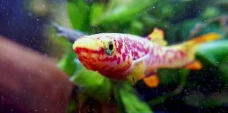 Fundulopanchax gardneri