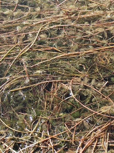 Myriophyllum al lago