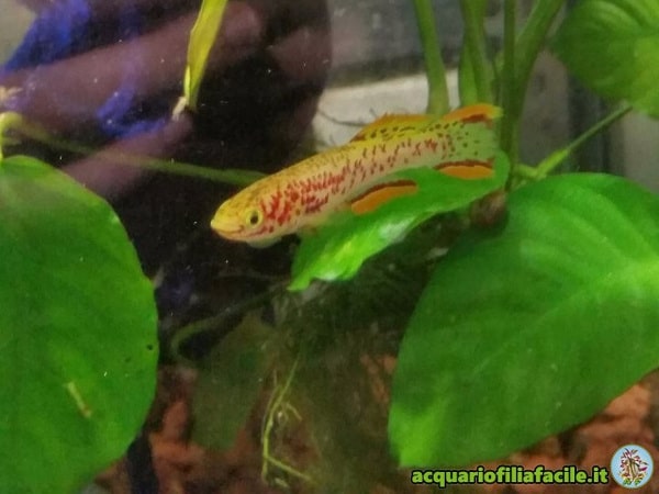 Fundulopanchax lafia gold