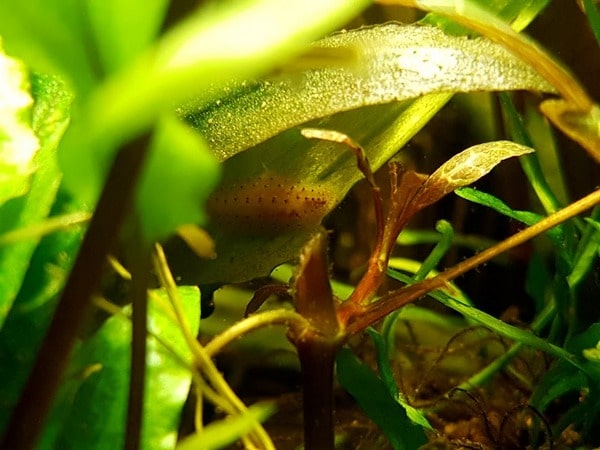 sanguisughe lumache in acquario