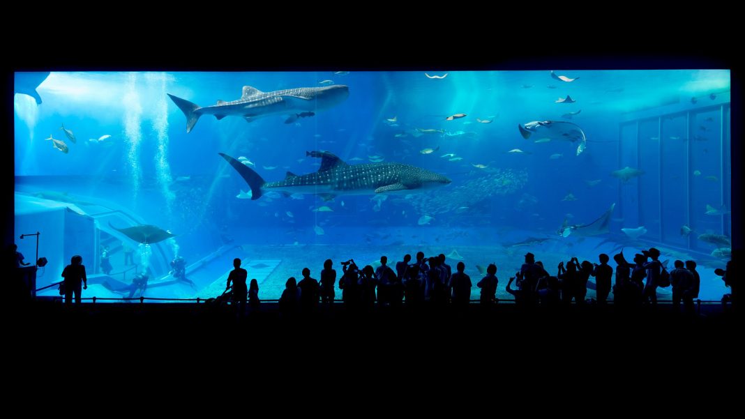 Il vetro in acquario