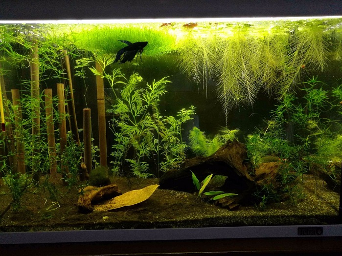 Acquario dopo 3 mesi