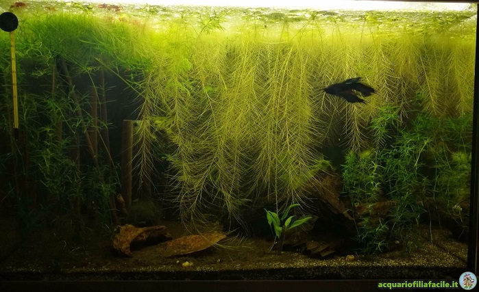 Pistia