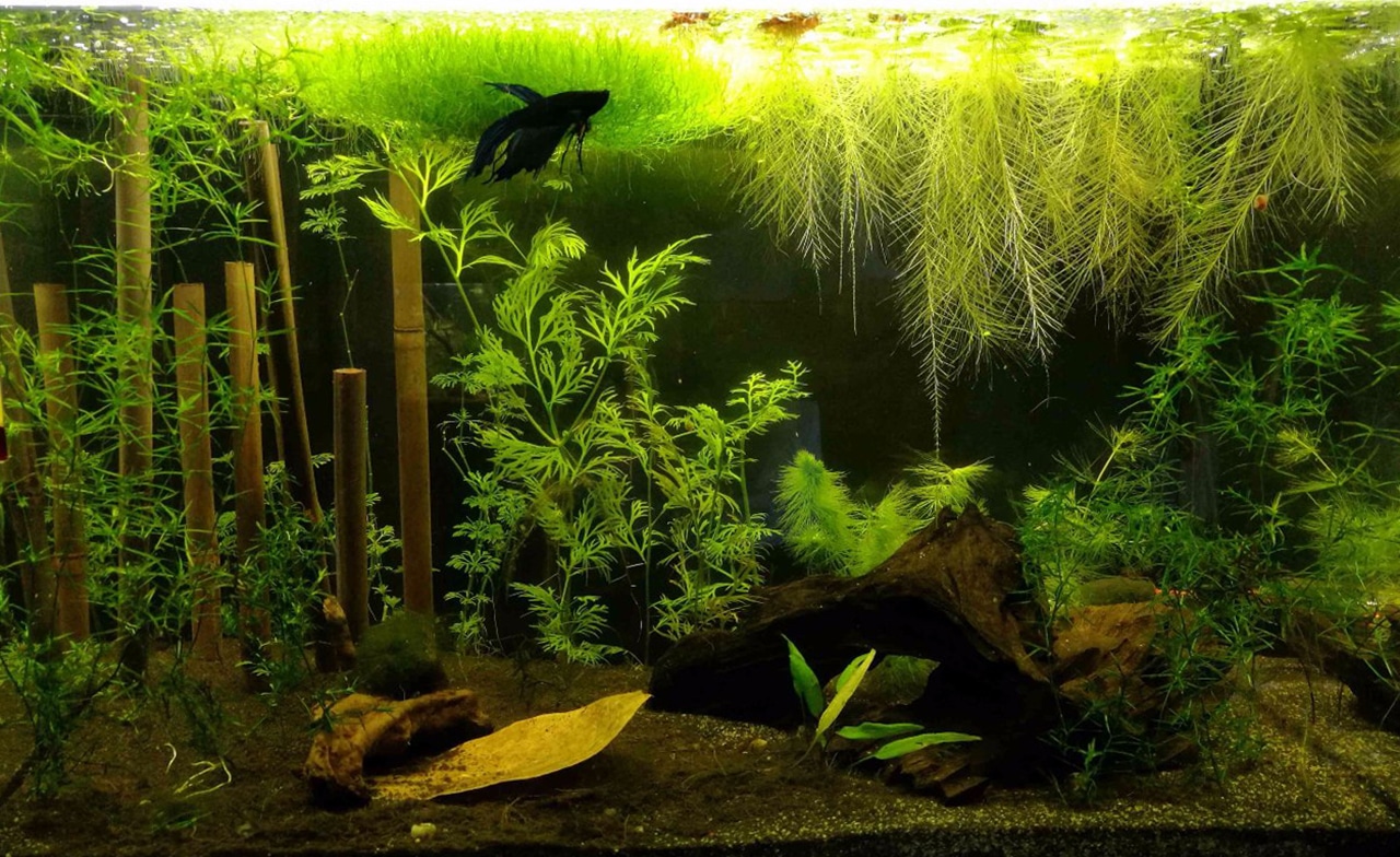 Panoramica asiatico senza filtro