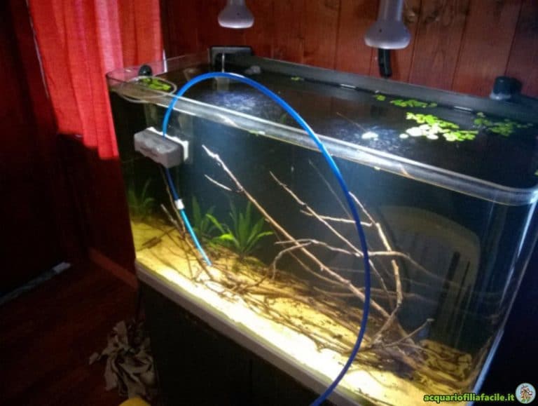 Acclimatazione pesci in acquario