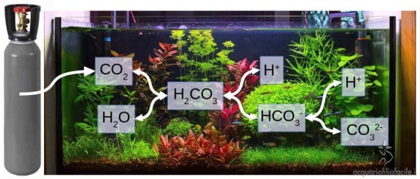 Schema completo dell'azione acidificante della CO2