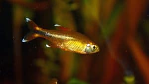 Hasemania nana (Tetra rame)