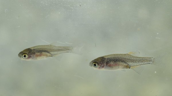 Avannotti Danio-rasbora galaxy