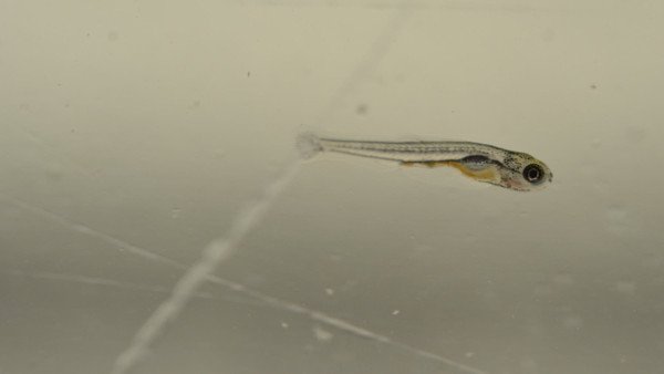 Avannotti Danio-rasbora galaxy