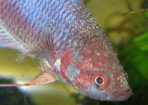 Betta Oodinium