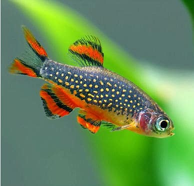 Danio o rasbora galaxy maschio