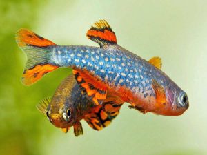 Duello di Danio-rasbora galaxy